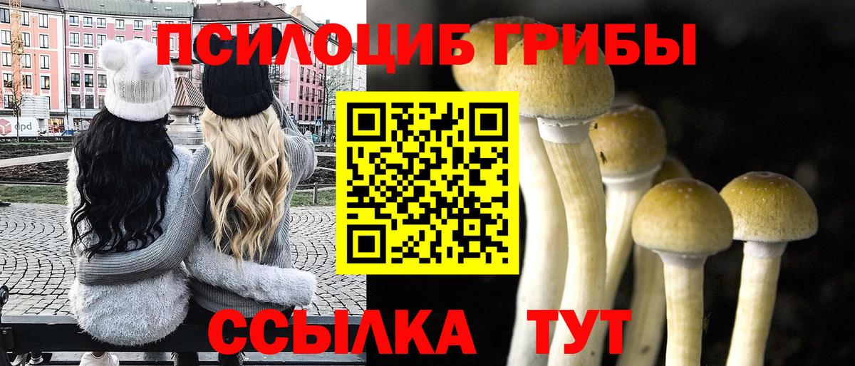 Галлюциногенные грибы Psilocybine cubensis Новочебоксарск